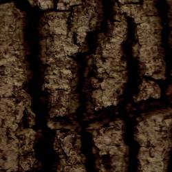 Fen (UK) : Onset of Winter